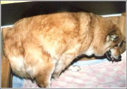 Eurasier Geburt