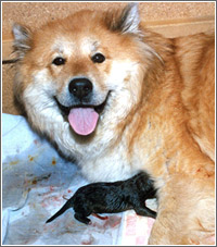 Eurasier Geburt