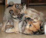 Eurasier