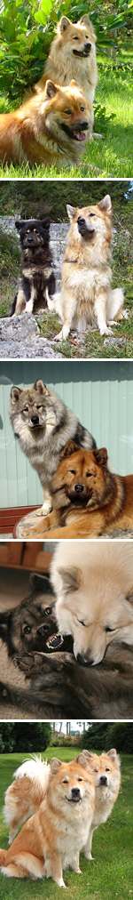 Eurasier Mehrhundehaltung