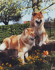 Eurasier Joy und Ipsy