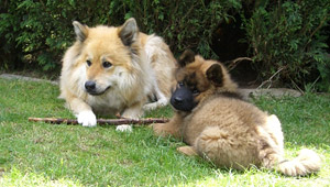 Welpe kommt zu erwachsenem Hund