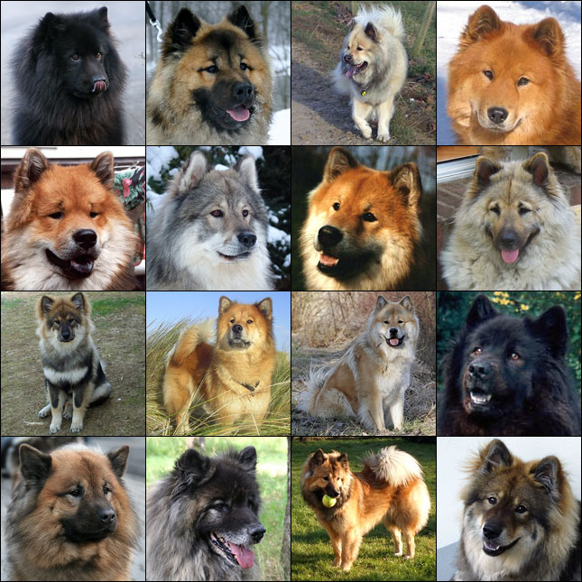 Farbvielfalt der Eurasier