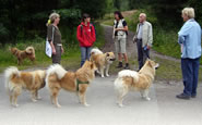 Hundetreffen