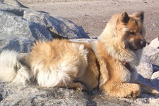 Baghira