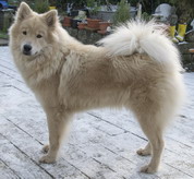 Eurasier-Zuchthündin BNikita