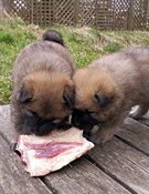 Eurasierwelpen vom Vormorgen