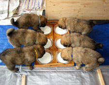 Eurasierwelpen vom Vormorgen