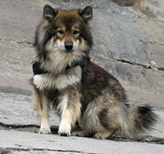 Eurasier Araja von der Mainschleife