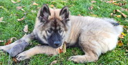 Freya