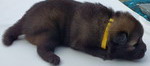 Eurasier Züchter Nagel