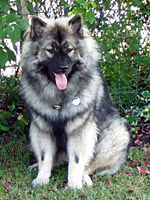 Asuki von den Zennbären