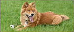 Eurasier Züchter Schanz