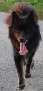 kaya