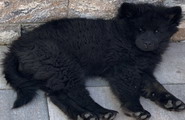 Kaya