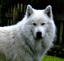 Sirius von der Pferdekoppel