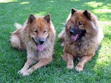 Eurasier Jelly und Kyra