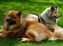 Eurasier Aiko und Beau