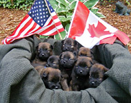 Eurasierwelpen von Freska