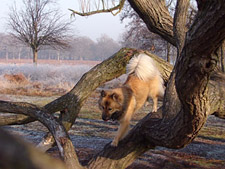 Eurasier Pamina